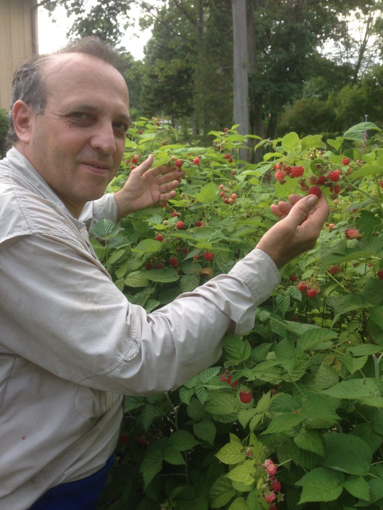 man pointing to berry bush